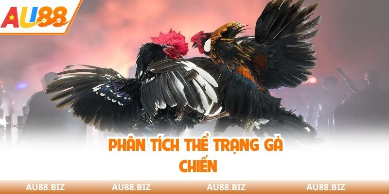 Phân tích thể trạng gà chiến